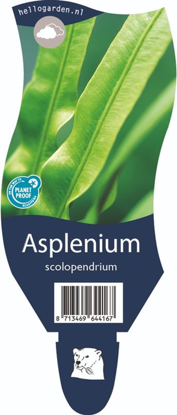Asplenium scolopendrium - P11